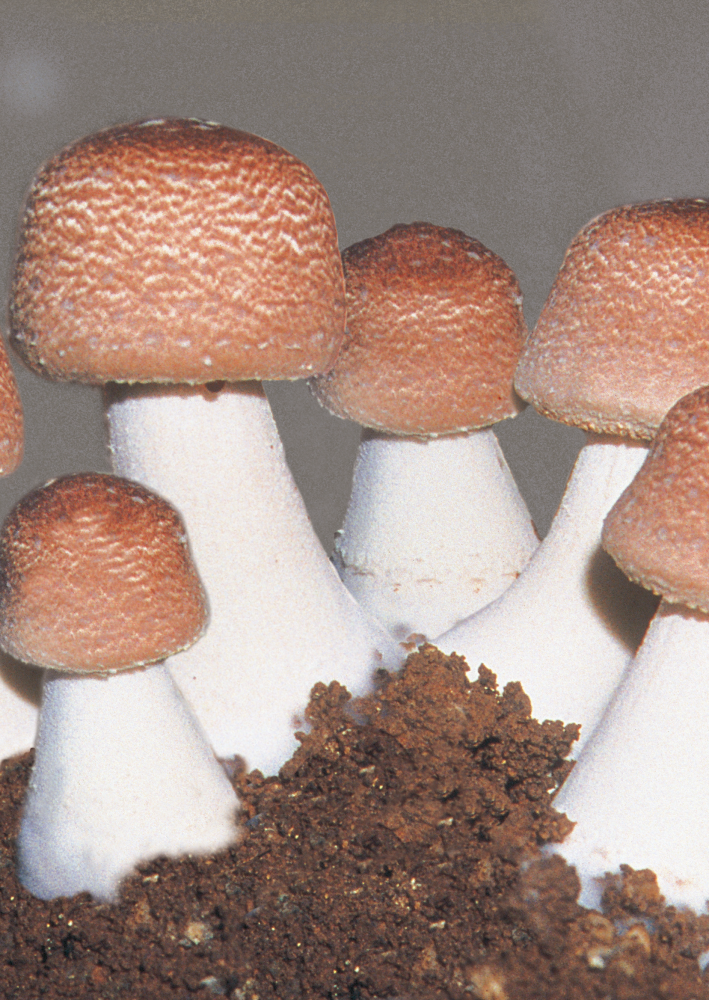 Agaricus Mushrooms used to create Sun Chlorella Agaricus