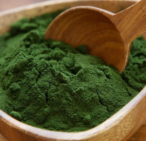 Chlorella powder with a wooden bowl and spoon